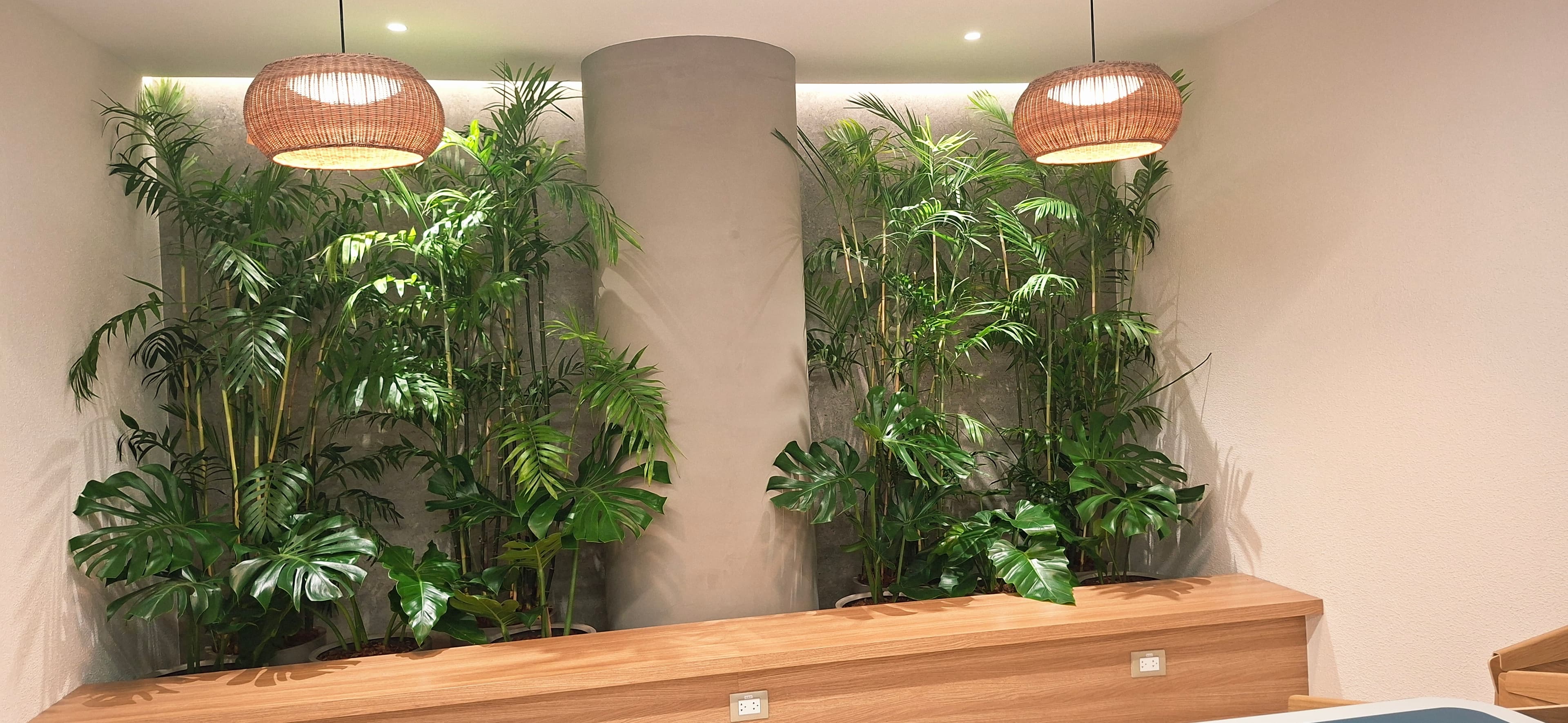Plantas vivas