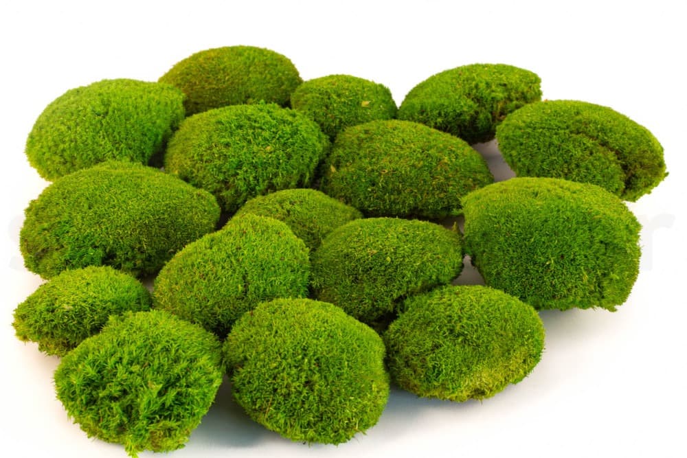 Ball moss