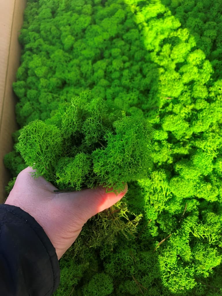Reindeer moss