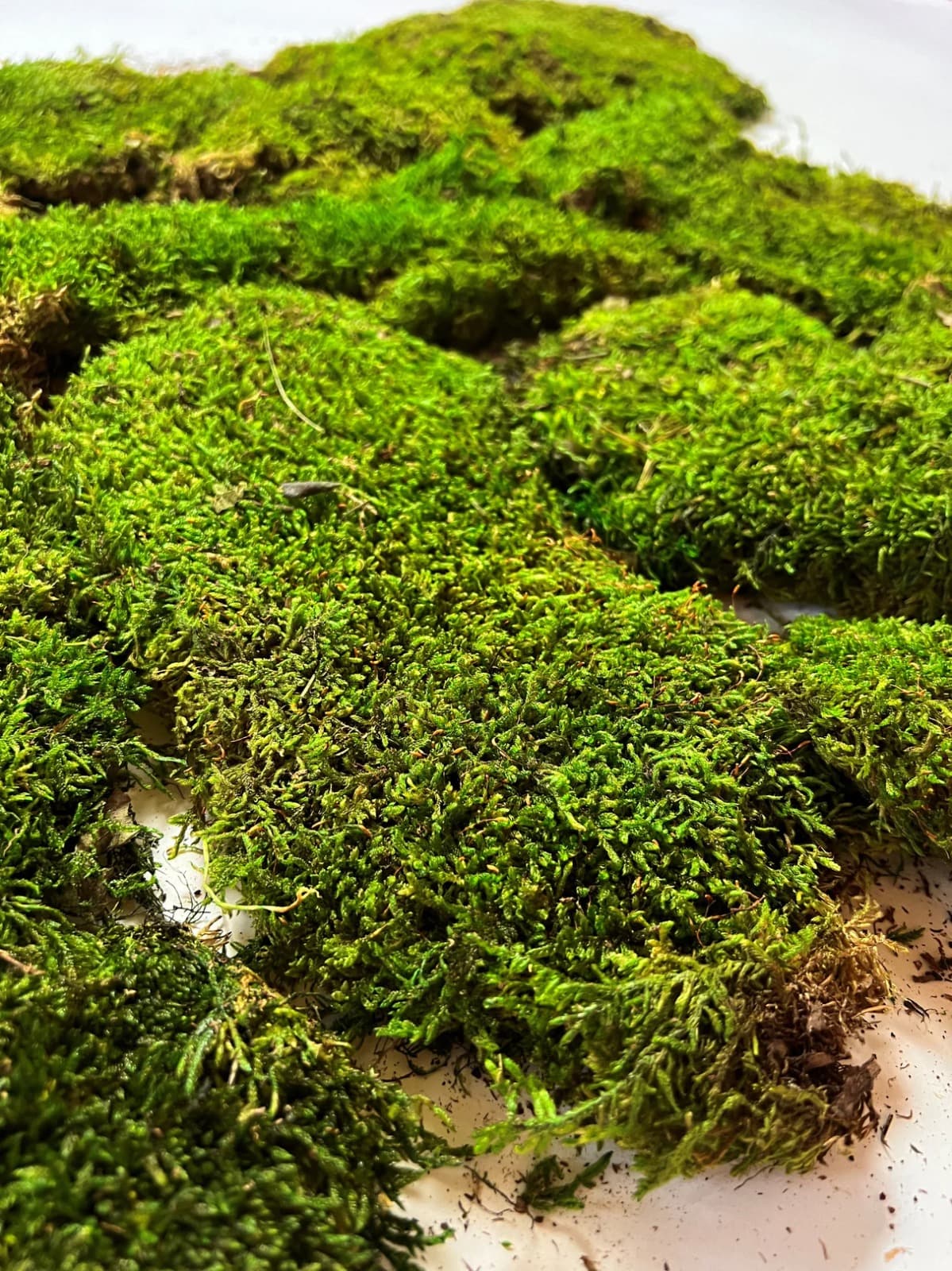 Flat moss