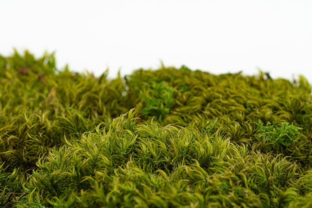 Hair moss