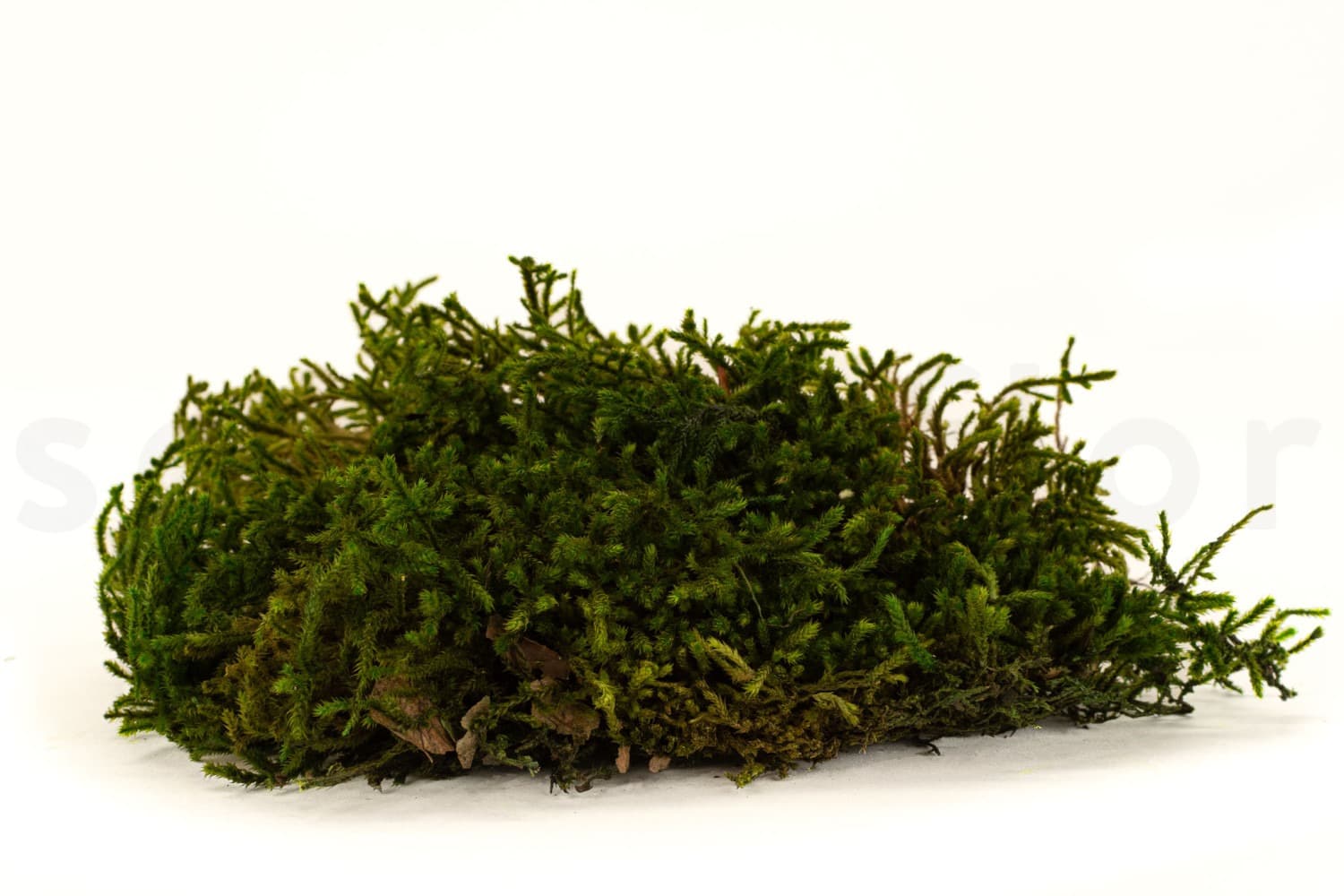 Long moss